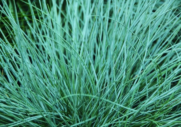 Festuca cinerea Azurit