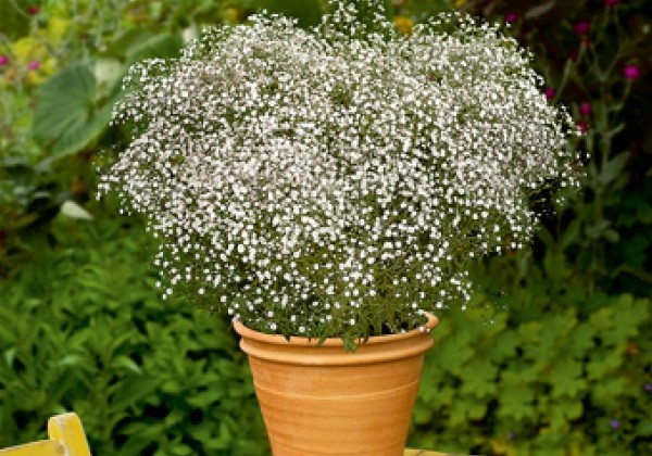 Gypsophila paniculata Summer Sparkles