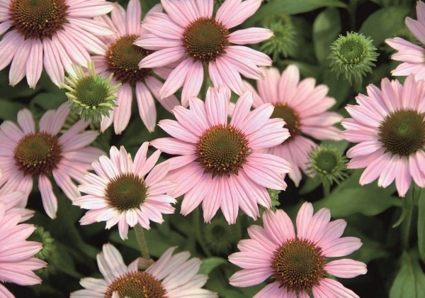 Echinacea purpurea Conetto Melon