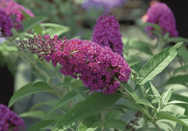 Buddleja hybrida Buzz Magenta