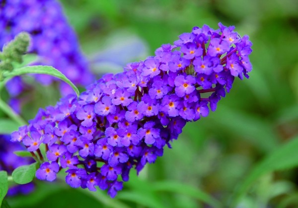 Buddleja hybrida Buzz Pink Purple