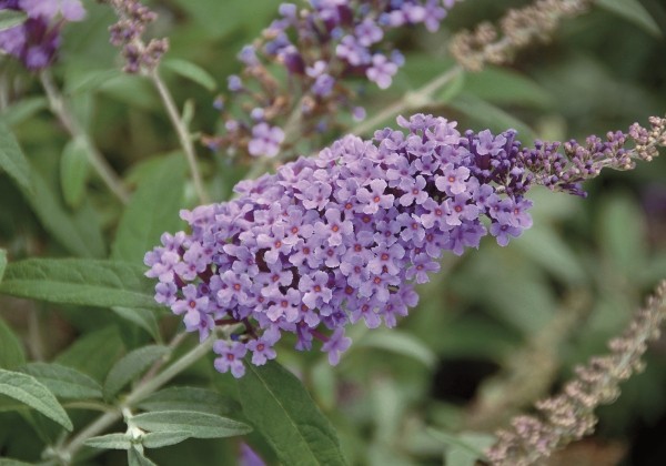 Buddleja hybrida Buzz Violet