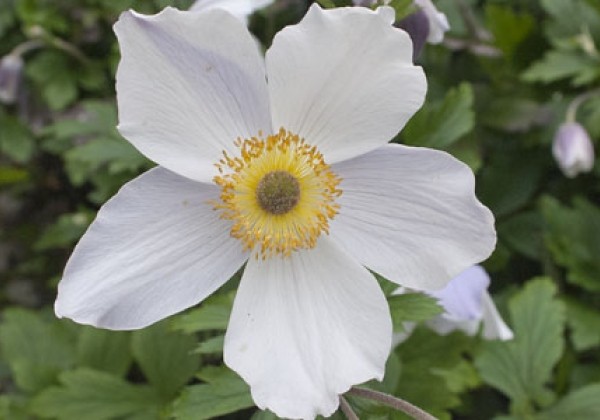 Anemone rupicola Wild Swan