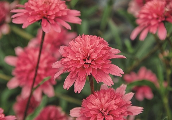 Echinacea purpurea Minibelle