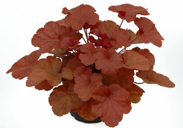 Heuchera hybrida Timeless Orange