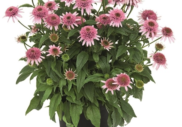 Echinacea purpurea Butterfly Kisses