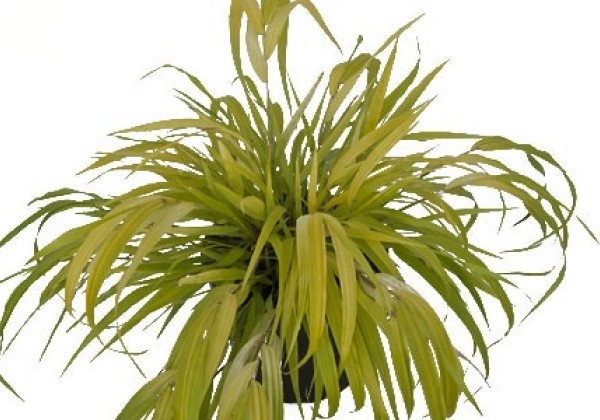 Hakonechloa macra Sunflare