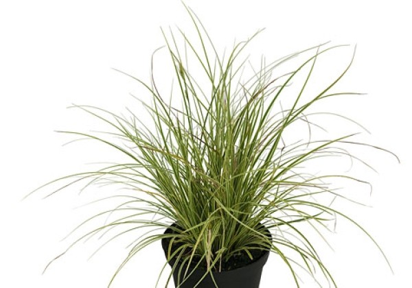 Carex brunnea Jubilo