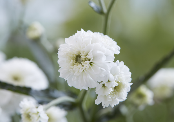 Achillea ptarmica Diadem