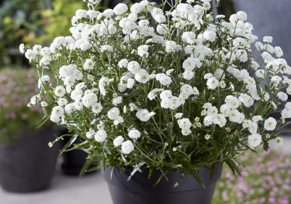 Achillea ptarmica Diadem