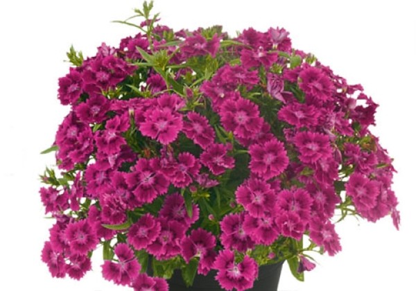 Dianthus hybridus Summer Diamonds Little Purple
