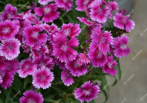 Dianthus hybridus Summer Diamonds Little Violet