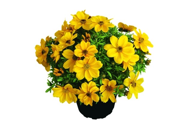 Bidens ferulifolia Popstar