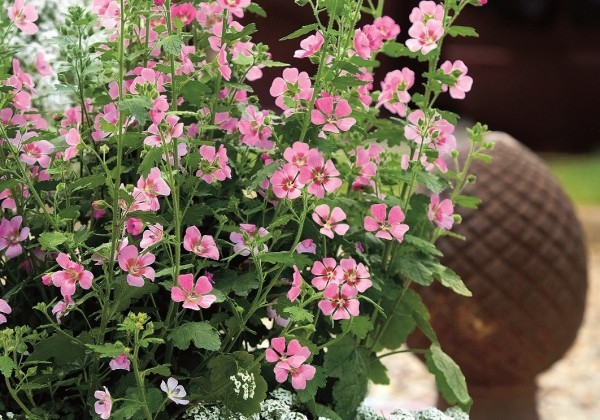 Anisodonthea capensis Lady in Pink