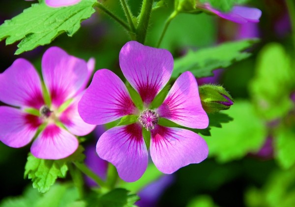 Anisodonthea capensis Lady in Pink