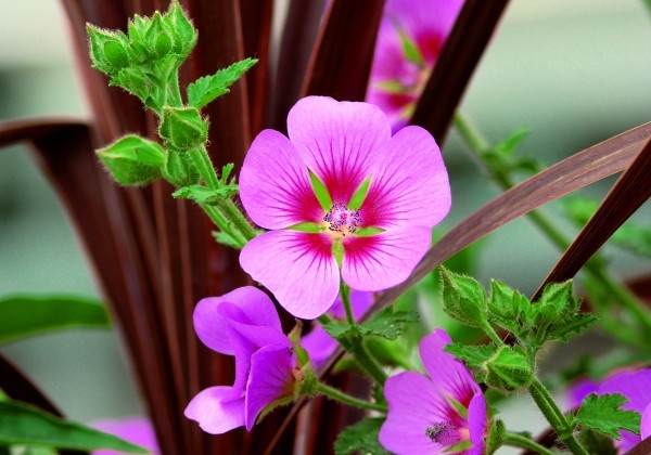Anisodonthea capensis Lady in Pink
