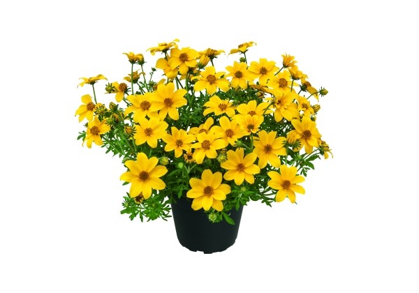 Bidens ferulifolia Rockstar 2026