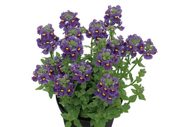 Nemesia fruticans Karoo Dark Blue