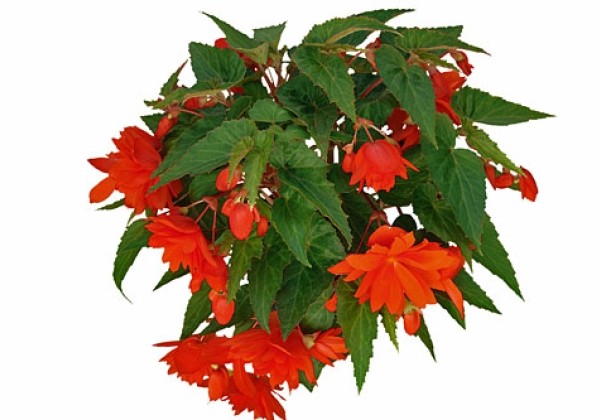 Begonia tuberhybrida Belleconia Hot Orange