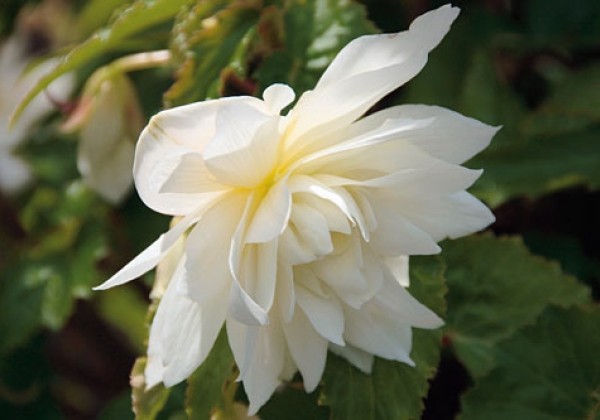 Begonia tuberhybrida Belleconia Snow