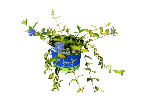 Vinca minor Illumination