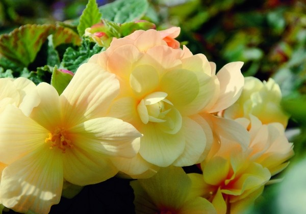 Begonia tuberhybrida Chardonnay