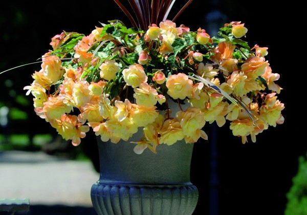 Begonia tuberhybrida Chardonnay