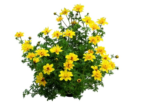 Bidens ferulifolia Flair