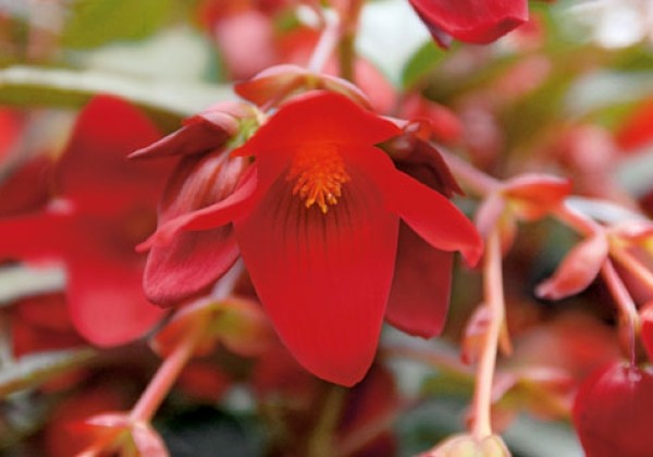 Begonia hybrida Summerwings Deep Red