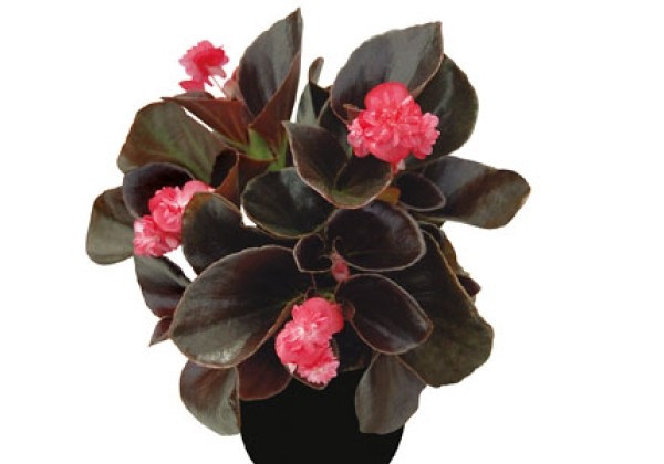 Begonia semperflorens Gumdrop Coco Rose