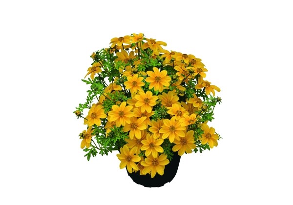 Bidens ferulifolia Sweetie