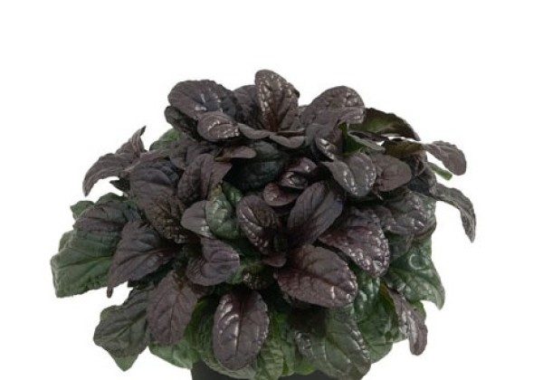 Ajuga reptans Ajuga BEST BUDDIES Espresso
