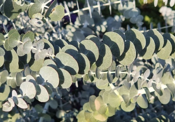 Eucalyptus  Baby Blue Bouquet