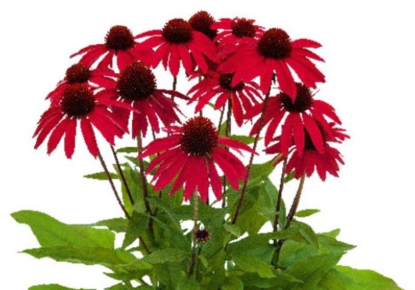 Echinacea purpurea Sunmagic Atomic Red