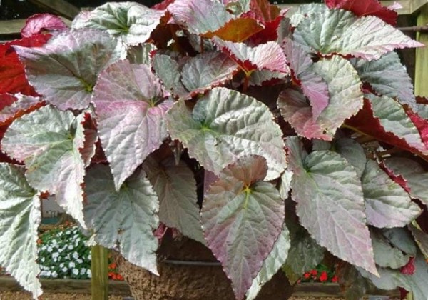 Begonia Silver Treasure