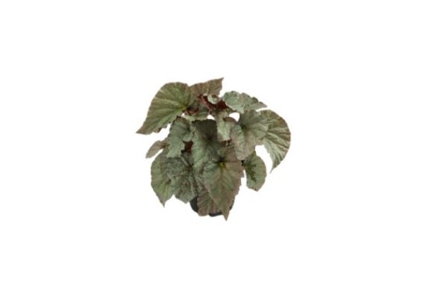Begonia Silver Treasure