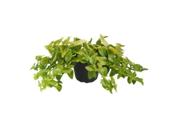 Aptenia cordifolia Golden Cascade