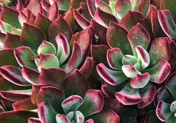 Echeveria Devotion