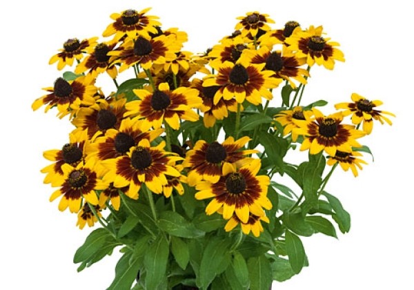 Rudbeckia Step up Smiley