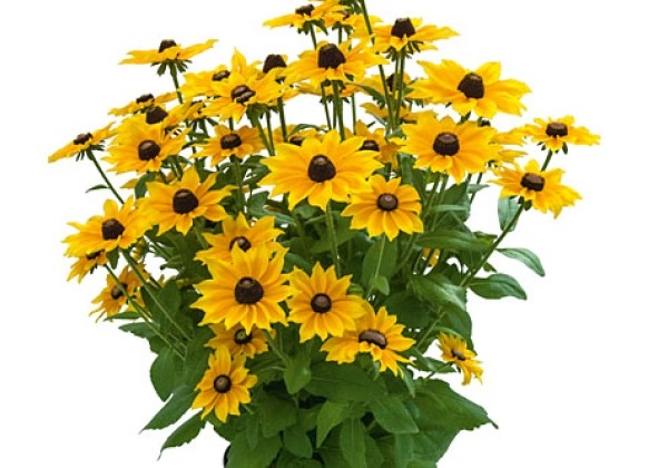 Rudbeckia Golden Smiley