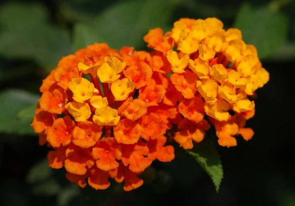 Lantana Calippo Orange