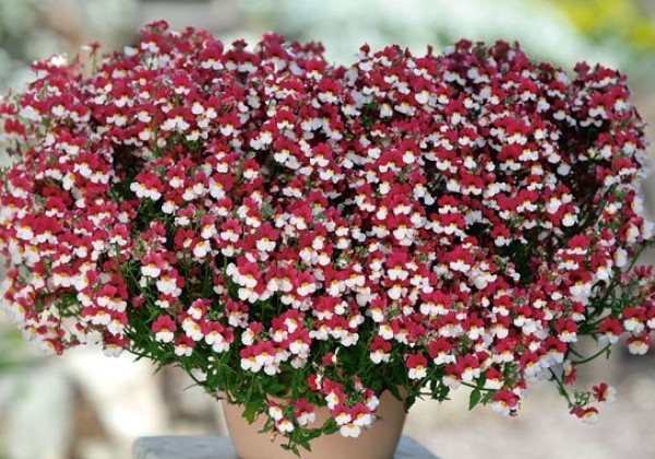 Nemesia fruticans Sunsatia Plus Cherry On Ice