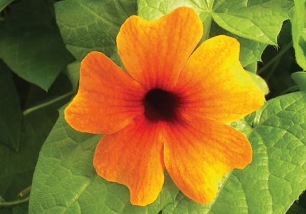 Thunbergia SunnySusi Red Orange