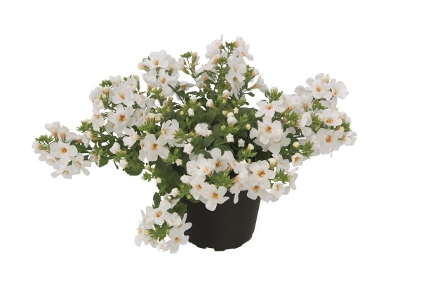 Sutera diffusus Everest Ice