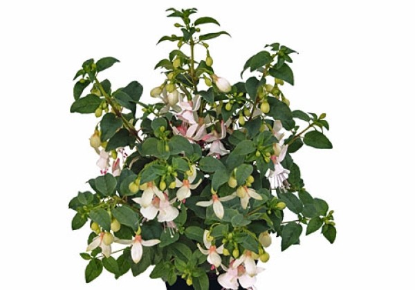 Fuchsia hybrida SHADOW DANCER Albina (stāvā)
