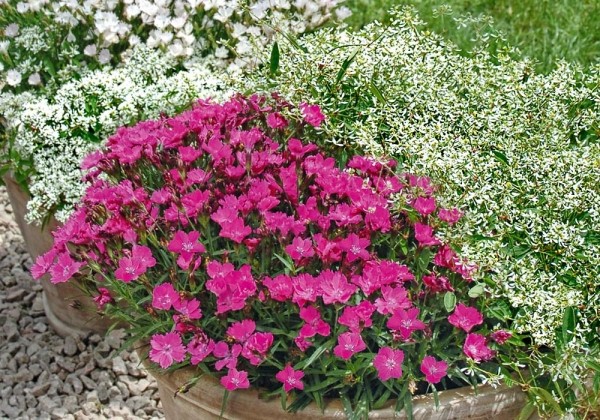 Dianthus hybridus WAIKIKI Pink