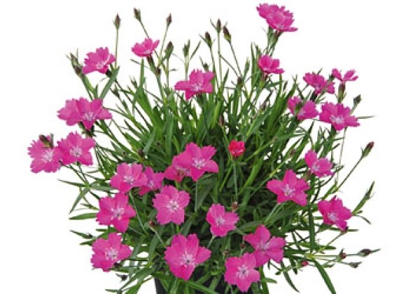 Dianthus hybridus WAIKIKI Pink