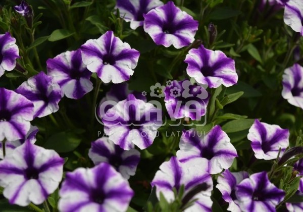 Petunia atkinsiana Mini Vista Violet Star