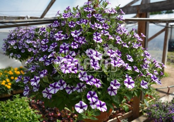 Petunia atkinsiana Mini Vista Violet Star