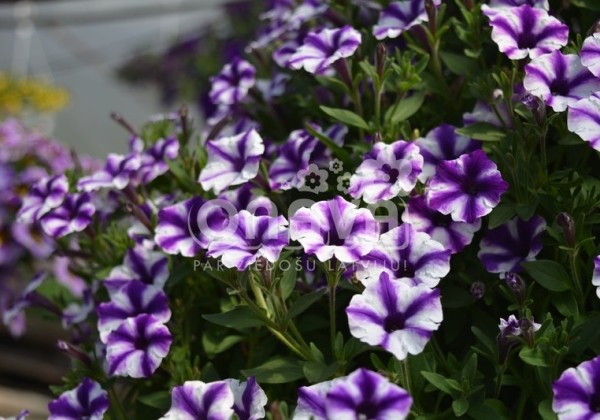 Petunia atkinsiana Mini Vista Violet Star